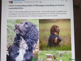 Cocker Spaniel dogs EXELLENT BRED WORKING COCKER PUPPIES - Advert 1
