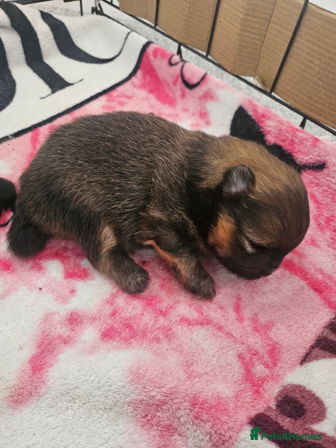 Pomeranian dogs for sale: Tiny beautiful pom girls  - Image 10