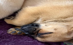 Pomeranian dogs for sale: Pug x Pomeranian mixed breed Puppies  - Advert 14