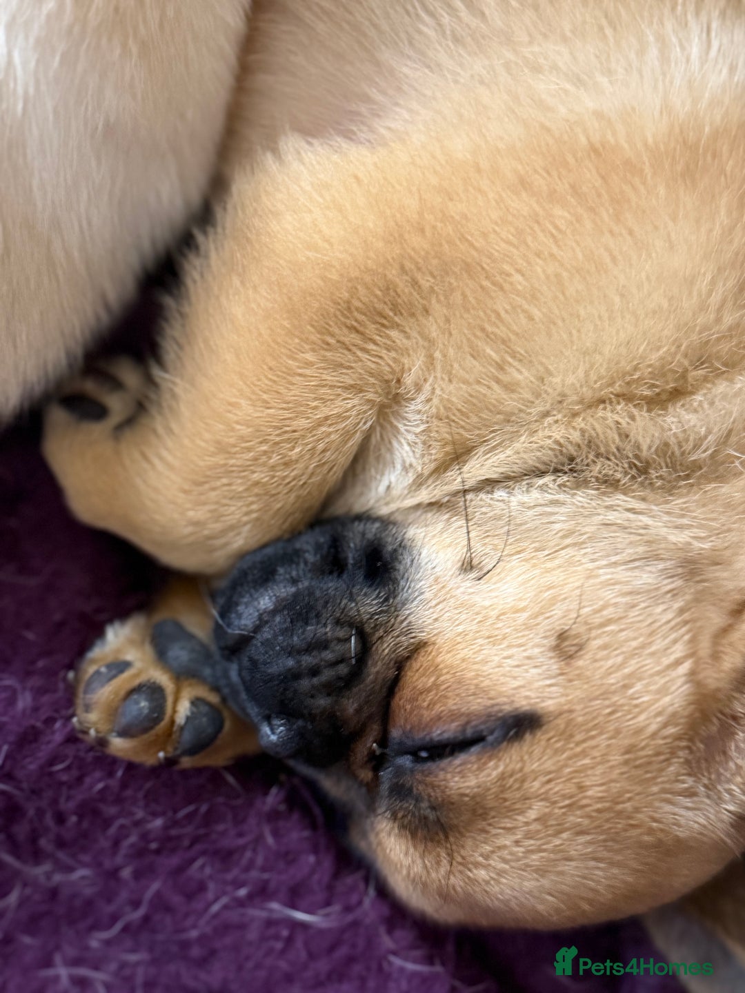 Pomeranian dogs for sale: Pug x Pomeranian mixed breed Puppies  - Advert 14