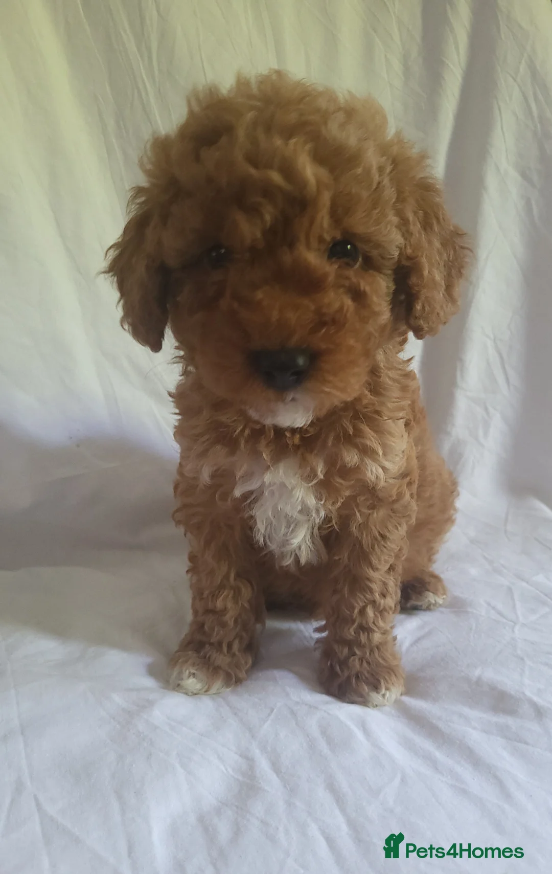 Miniature Poodle dogs for sale: Maltpoo puppies 5 🌟 licence breeder  - Advert 1