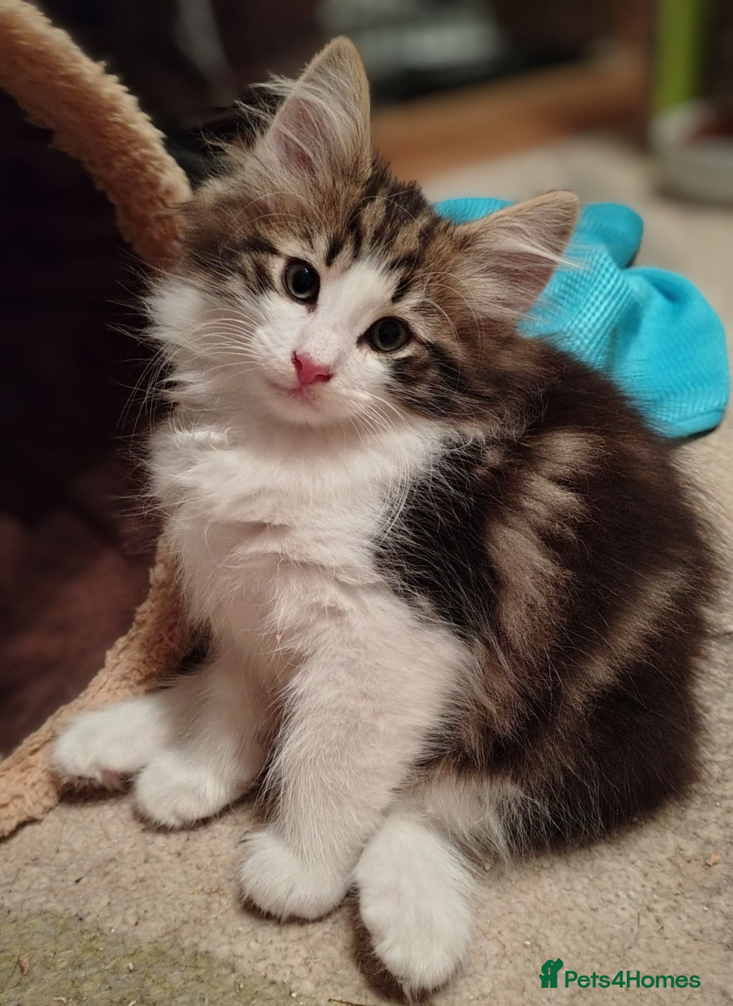 Norwegian Forest Cat cats Beautiful pedigree Norwegian Forest kittens  - Advert 20