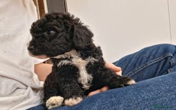 Cockapoo dogs for sale: ** BEAUTIFUL LITTER OF COCKAPOOS ** - Image 9
