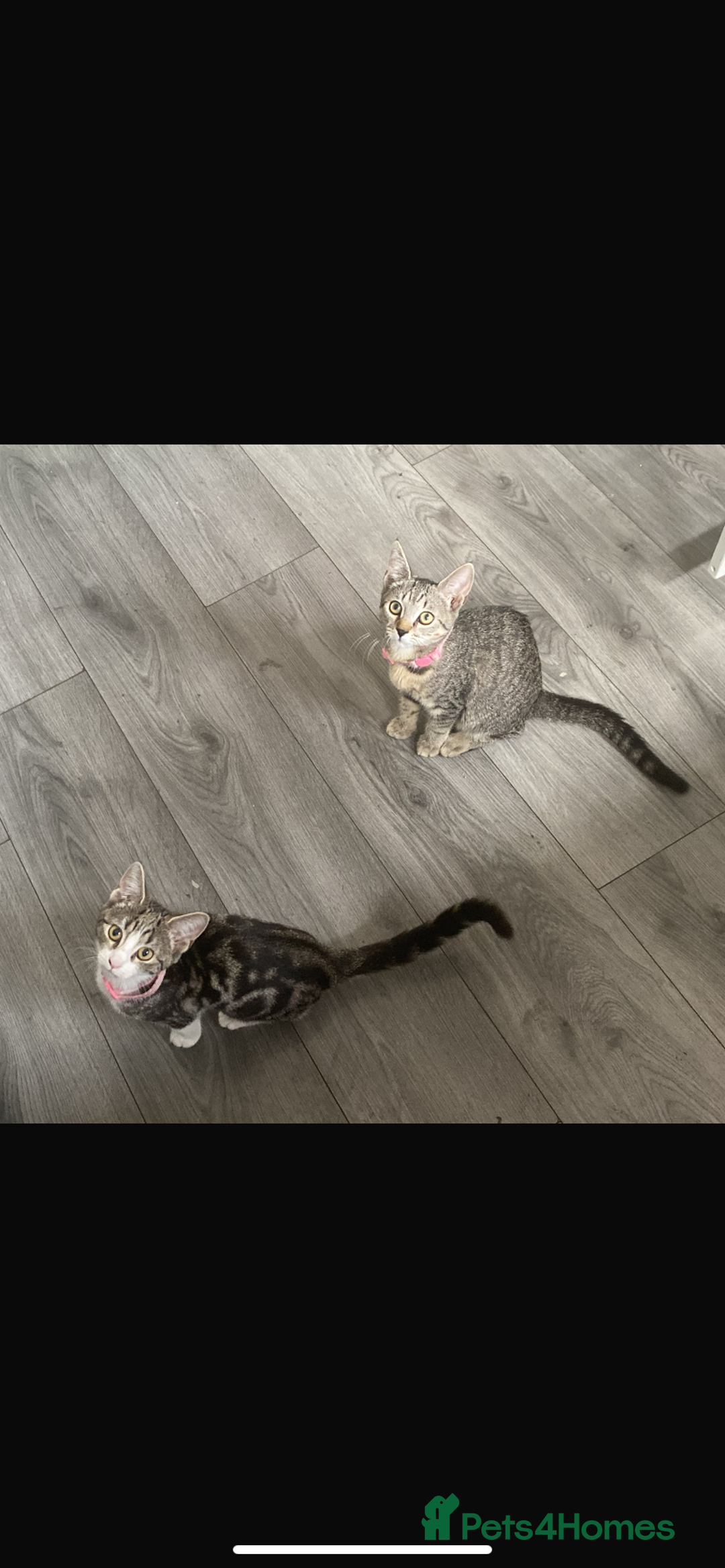 Mixed Breed cats for sale: Tabby kittens  - Image 1
