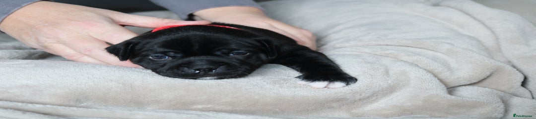 Staffordshire Bull Terrier Puppy Female Red Collar