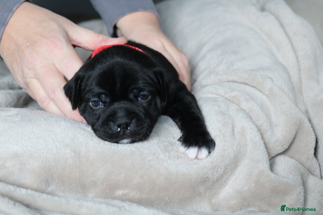 Staffordshire Bull Terrier dogs for sale: KC Reg Staff Pups Blue/Black, Champion Blood Lines - Image 7