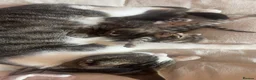 Mixed Breed cats for sale: 4 Beautiful Tabby cats - Advert 10