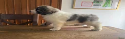 Pyrenean Mountain Dog dogs for sale: Outstanding, KC reg Pyrenean mastiff - Advert 13