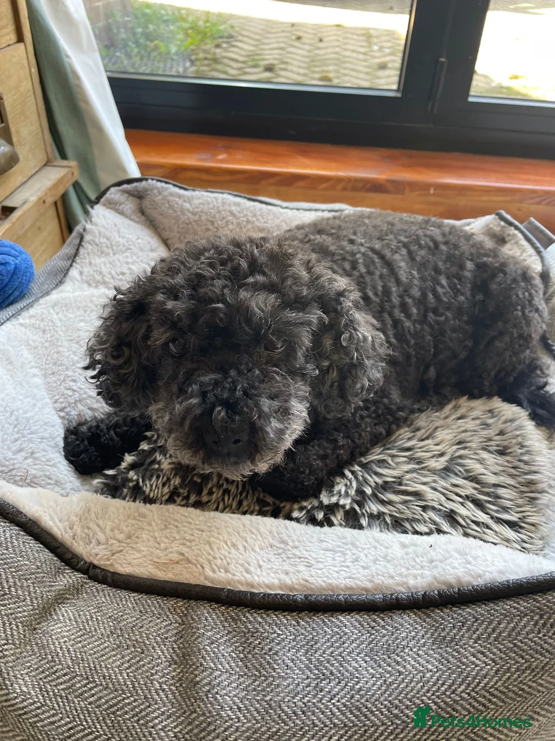 Toy Poodle dogs for sale: DOCILE CUTIE FOR SALE - Advert 2