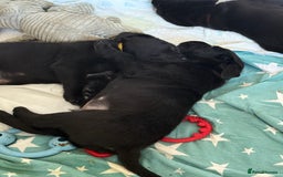 Labrador Retriever dogs for sale:  *READY TO LEAVE* Chunky show  labrador retreivers - Image 2