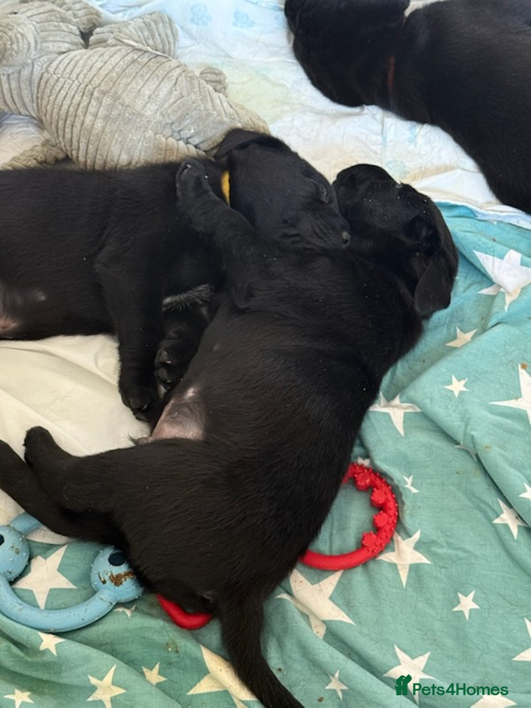 Labrador Retriever dogs for sale:  *READY TO LEAVE* Chunky show  labrador retreivers - Image 2