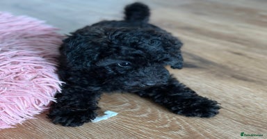 Toy Poodle dogs - Advert 16