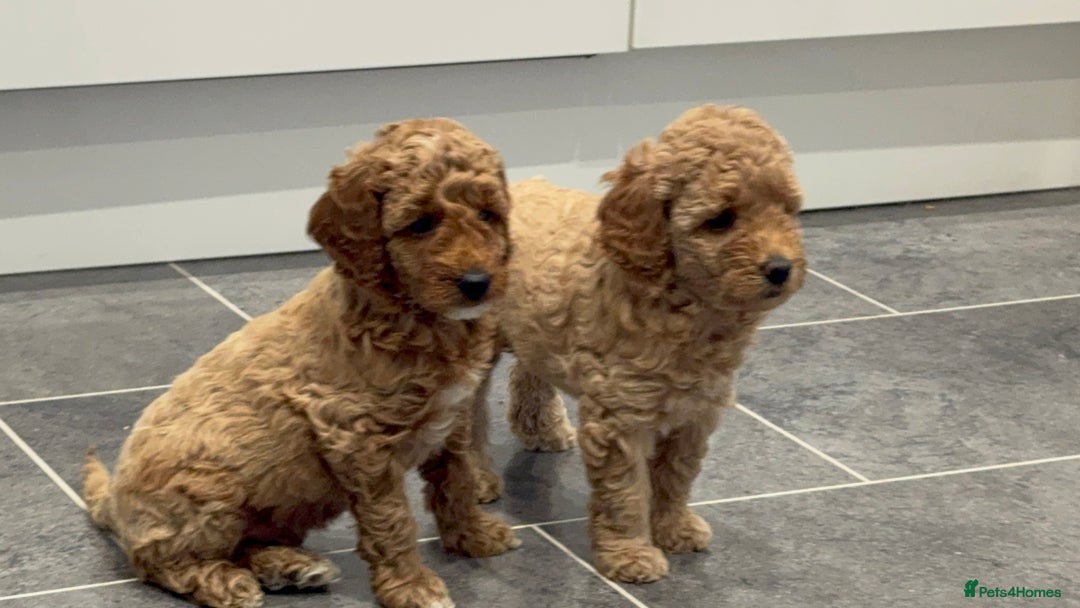 Miniature Poodle dogs for sale: Stunning Miniture Poodles - Image 21