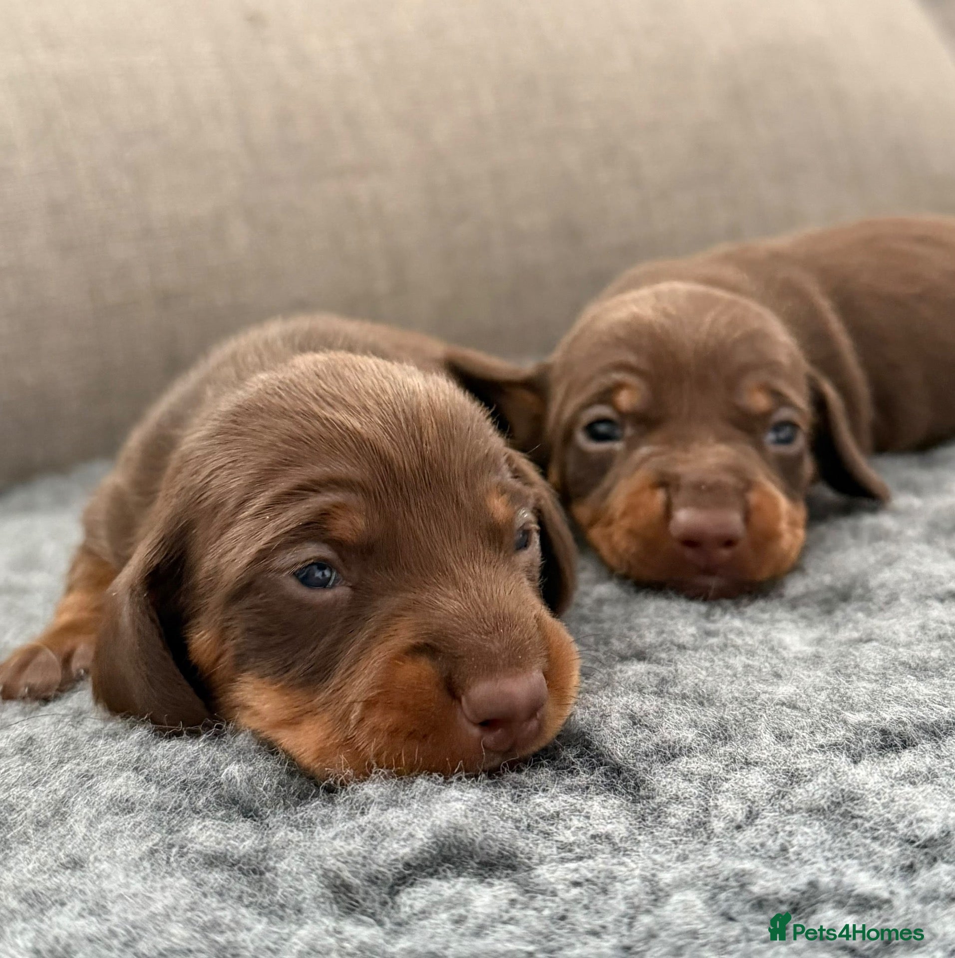 Miniature Dachshund dogs for sale:  Miniature Dachshund Puppies  - Advert 1
