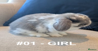 Mini Lop rabbits - Advert 3
