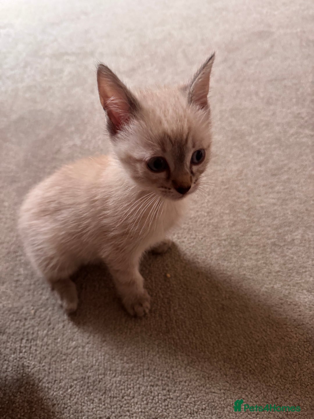 Ragdoll cats for sale: ragdoll x bsh - Advert 3
