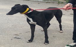 Greyhound dogs for adoption: Friendly Fredo wants a forever home - Image 1