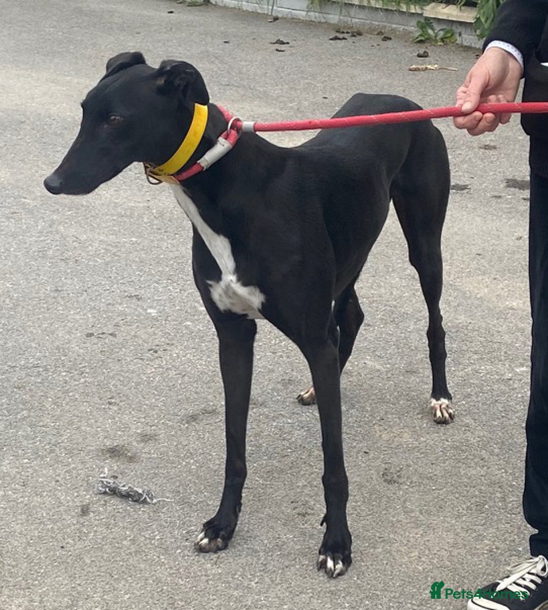 Greyhound dogs for adoption: Friendly Fredo wants a forever home - Image 1