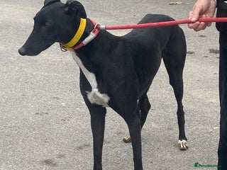 Greyhound dogs - Advert 24