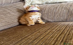 Ragdoll cats for sale: Ragdoll mixed tabby Ginger kittens - Image 19