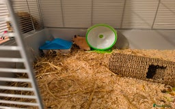 Hamster rodents for sale: Syrian hamster and cage set up - Image 3