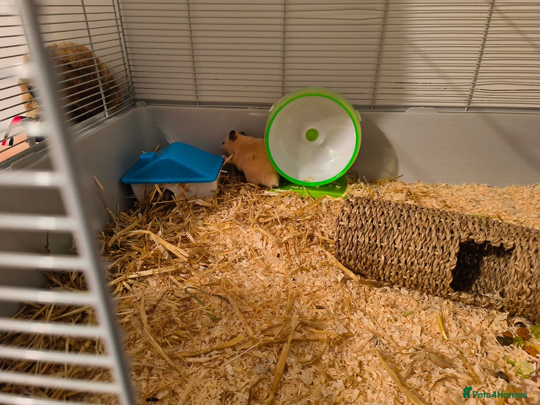 Hamster rodents for sale: Syrian hamster and cage set up - Image 3