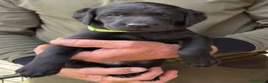 Labrador Retriever 3