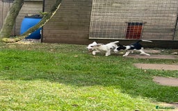 Border Collie dogs for sale: Tri coloured border collie pups - Image 12