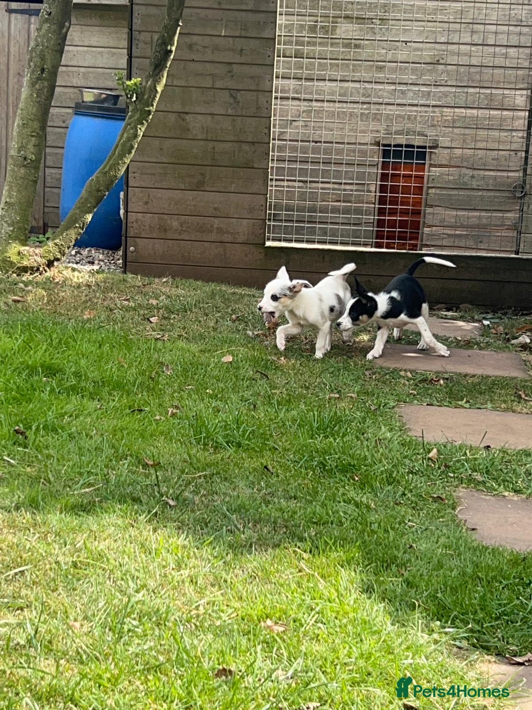 Border Collie dogs for sale: Tri coloured border collie pups - Image 12