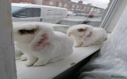 Mini Lop rabbits for sale: Very Friendly Mini Lops, perfect family pet - Image 1