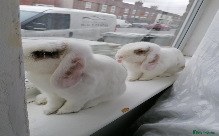 Mini Lop rabbits - Advert 4