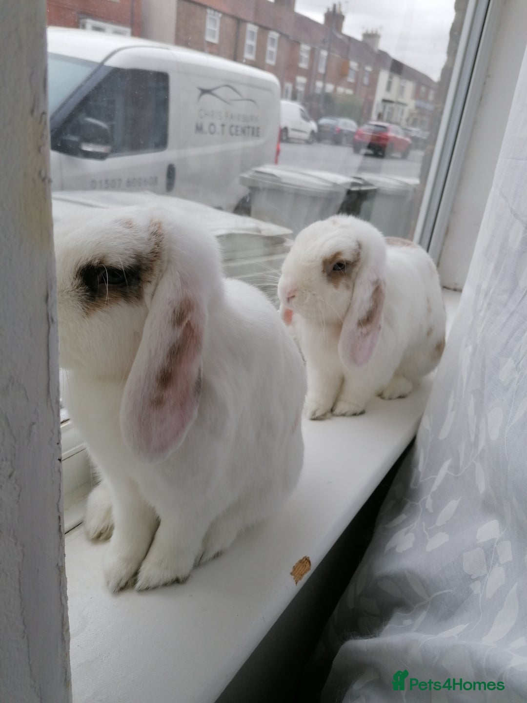 Mini Lop rabbits for sale: Very Friendly Mini Lops, perfect family pet - Image 1