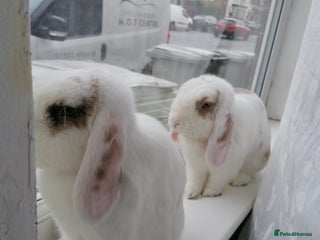 Mini Lop rabbits - Advert 24