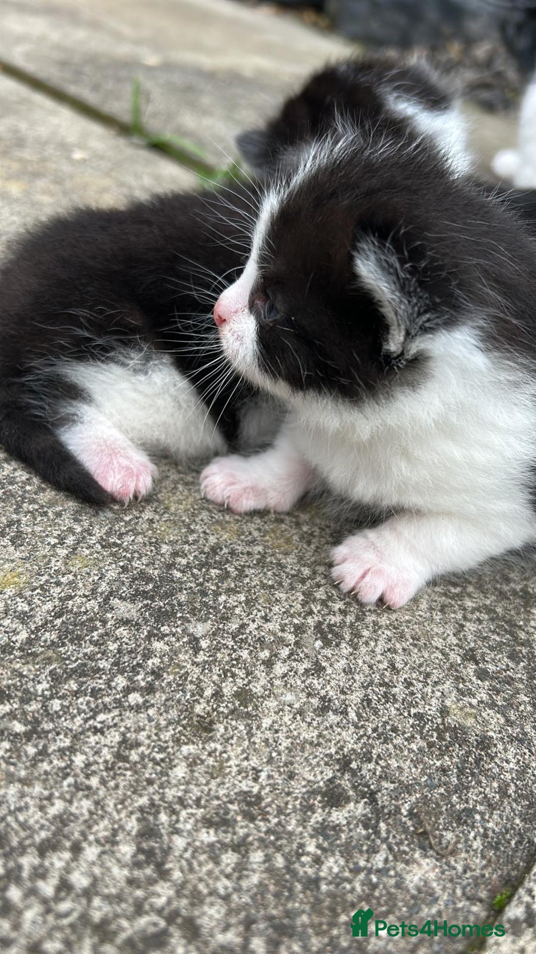 Domestic Shorthair cats for sale: Two 8 week old kittens - Advert 6