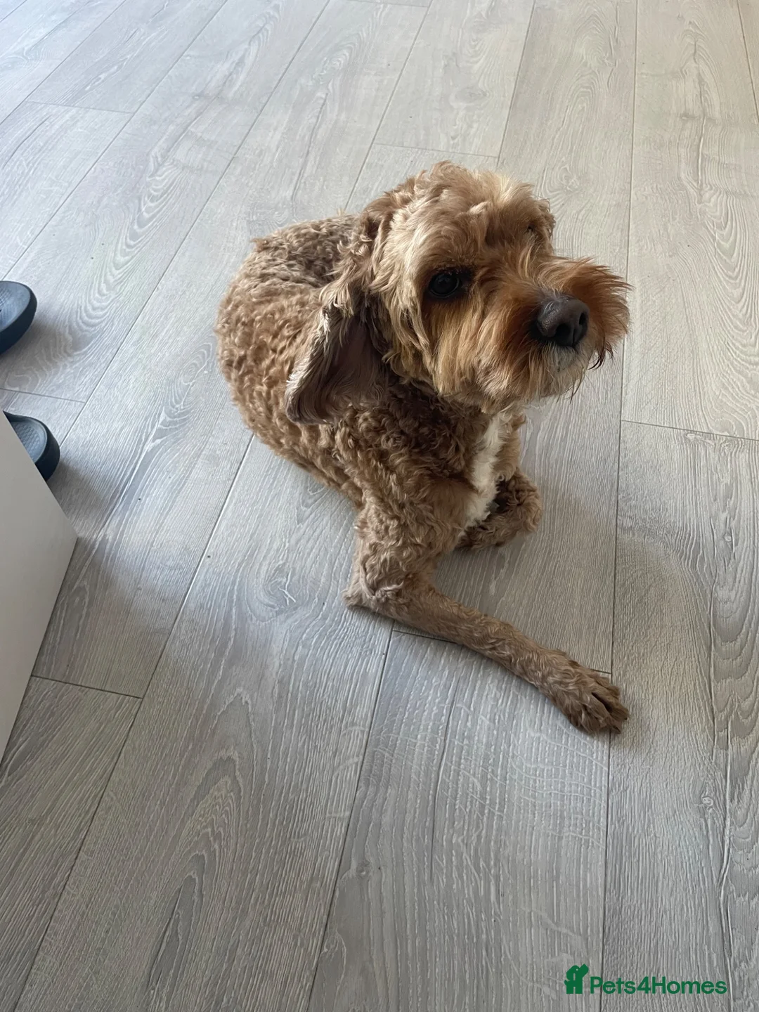 Cavapoo dogs for sale: Friendly Rex in Leicester - Advert 2