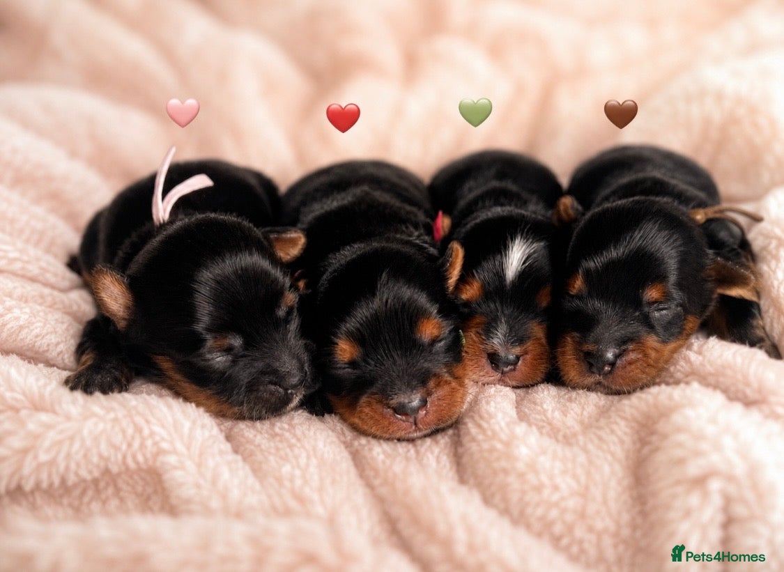 Yorkshire Terrier dogs ❣️ Beautiful Miniature Yorkshire Terrier Puppies❣️ - Advert 6