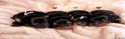 Yorkshire Terrier dogs for sale: 🌺 Only one tiny little girl is still available🌺 - Advert 13
