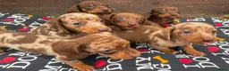 Dachshund dogs for sale: 6 wonderful dachshund puppies ready for new home  - Advert 4