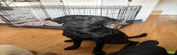 Labrador Retriever dogs for sale: 🐾 KC Registered Black Labrador Male – Enzo –  🐾 - Advert 9