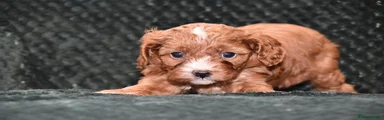 Cavapoo Puppy 6