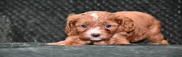 Cavapoo dogs for sale: F1 Toy Cavapoo Puppies Health Tested - Advert 28