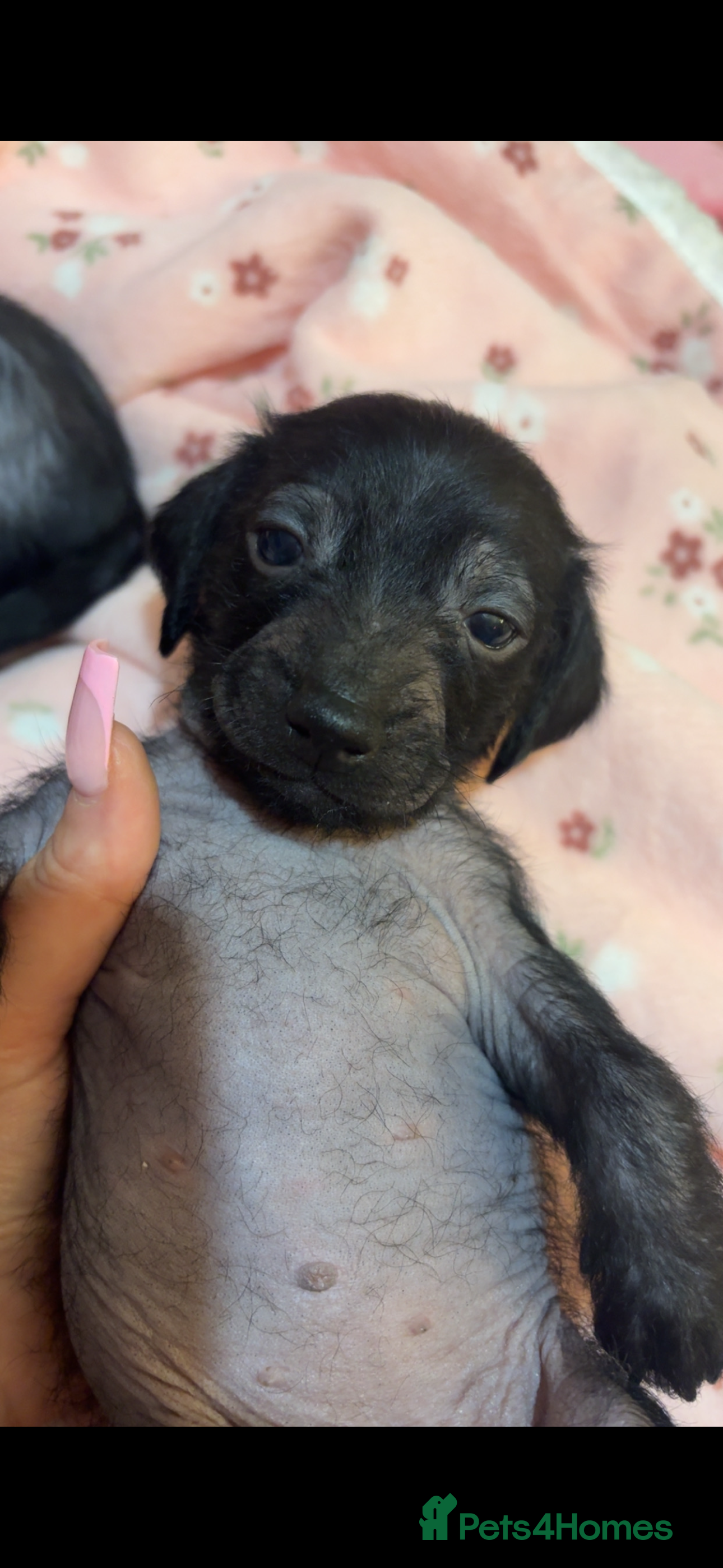Mixed Breed dogs 1 girl Chinese crested x miniature dachshund  - Advert 2