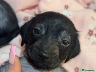 Mixed Breed dogs 1 girl Chinese crested x miniature dachshund - Advert 2