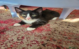 Ragdoll cats for sale:  Ragdoll x British Shorthair Kittens for Sale in Northampton - Image 3