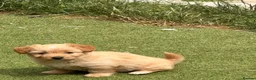 Mixed Breed dogs for sale: Chihuahua x terrier puppies for sale - Advert 3