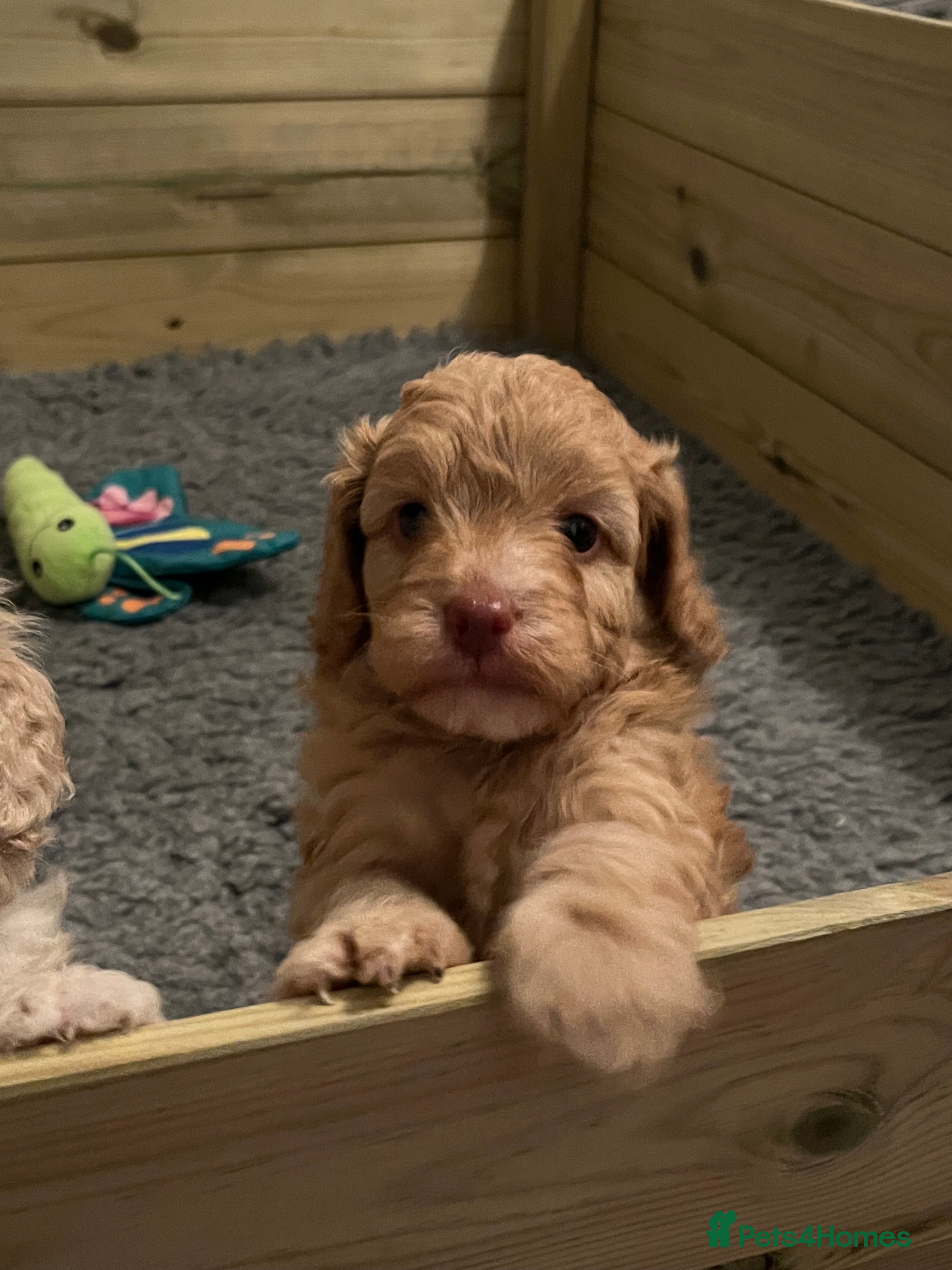 Cavapoo dogs 1 beautiful male available 4 weeks old - Advert 18