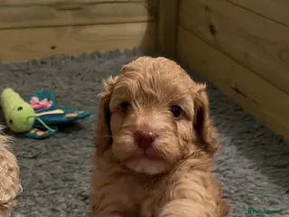 Cavapoo dogs 1 beautiful male available 4 weeks old - Advert 18