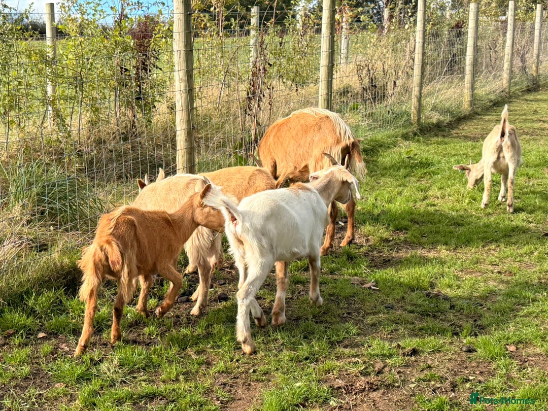 Goats livestock for sale: 2x 2025 Boer x RGG Wether - Image 4