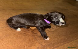 Mixed Breed dogs for sale: Stunning F1 Beddy Whippet Pups — Hearts Will Melt - Advert 28
