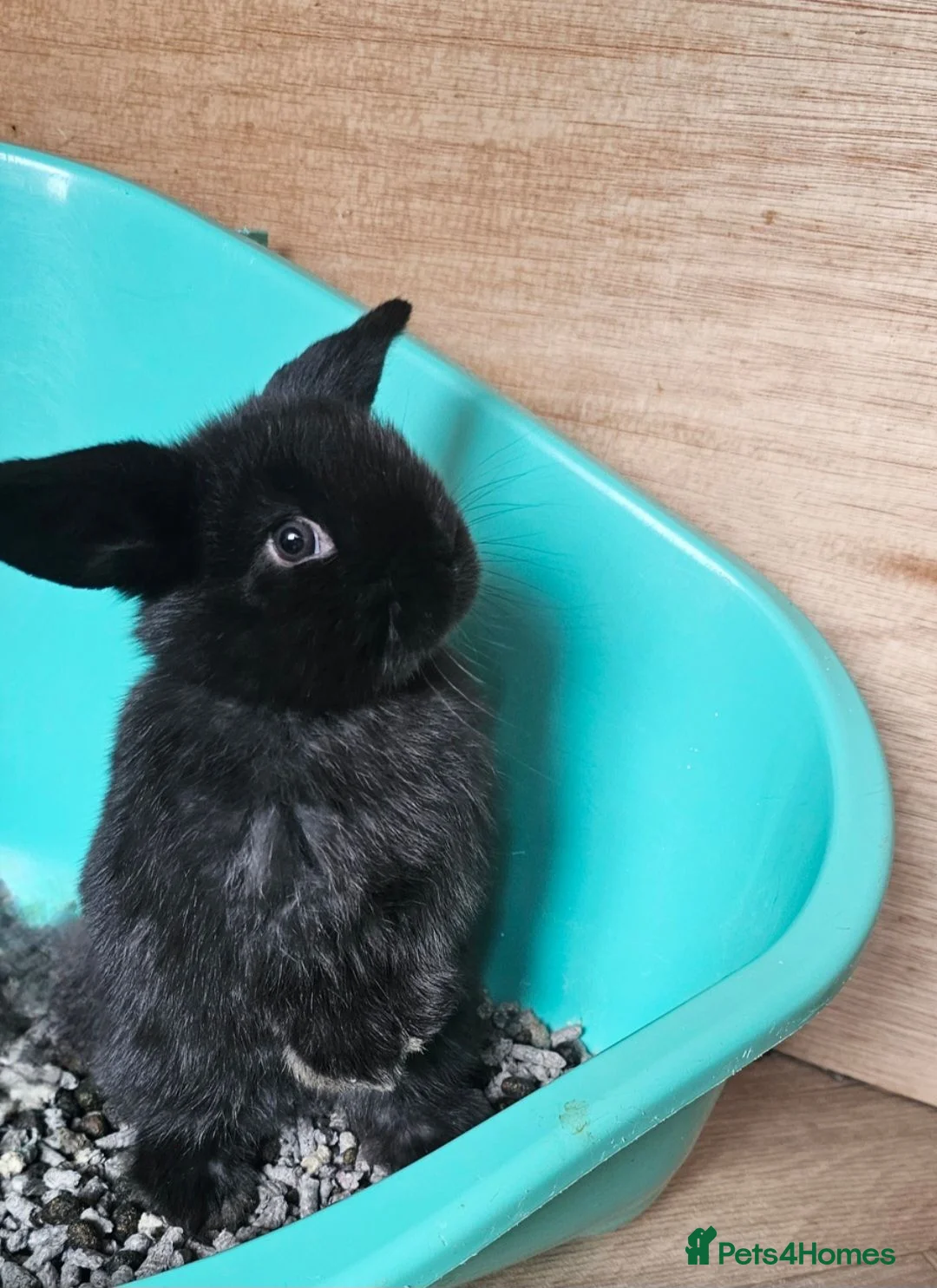 Mini Lop rabbits for sale: Beautiful Mini Lop female 12 weeks old - Advert 2